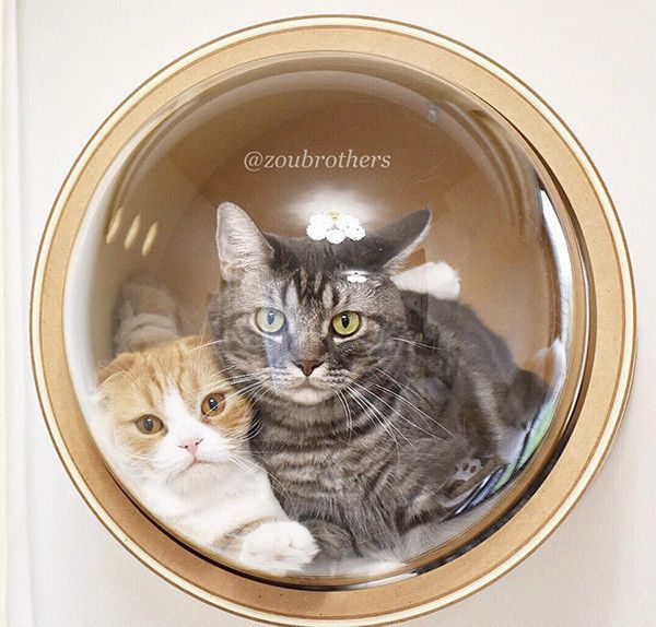 仲良しニャンズ