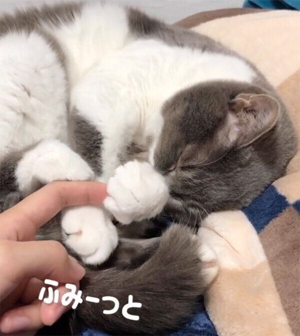 飼い主さんの指をぎゅっと握る、ぎんちゃん
