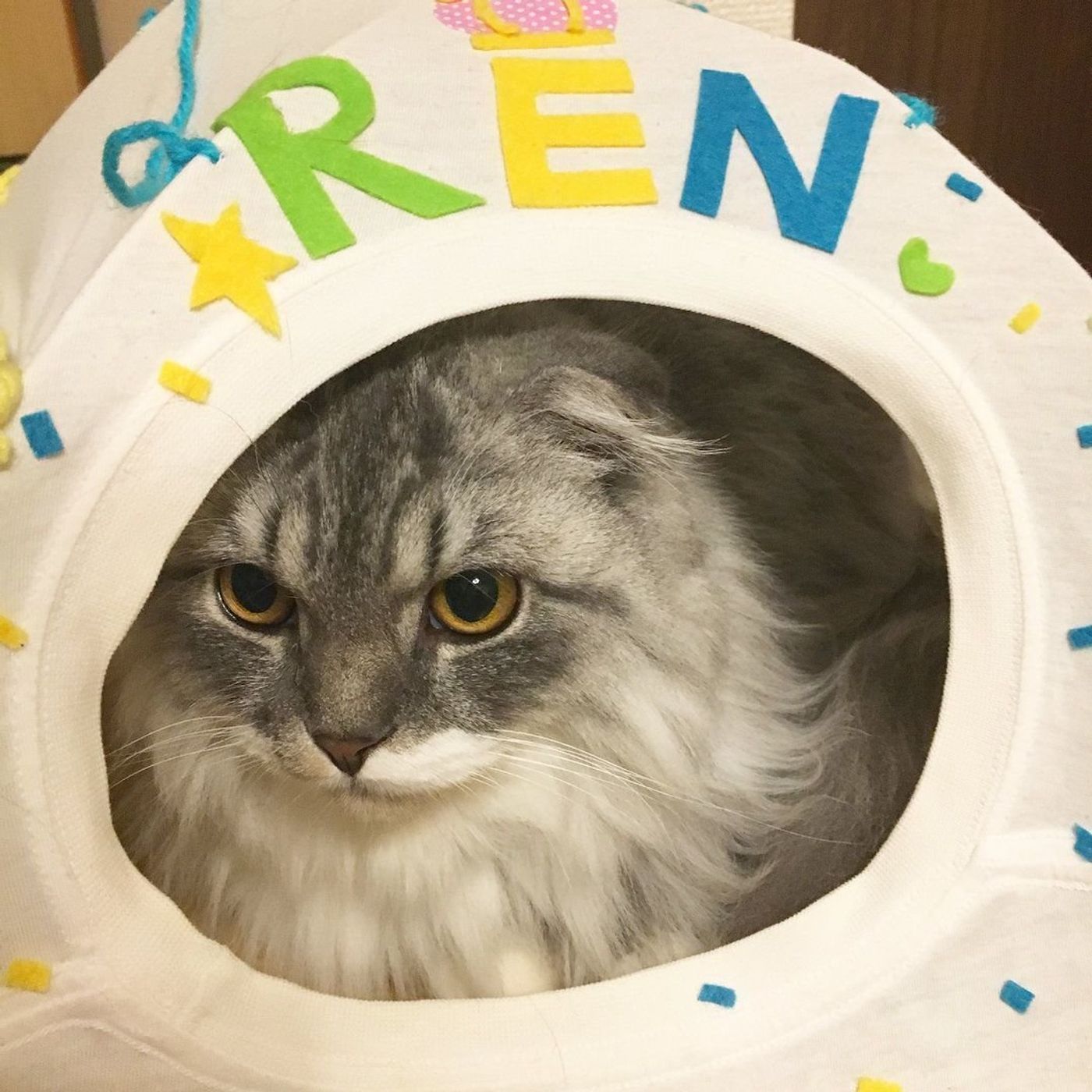 Tシャツとハンガーで手軽に作れる 猫テント が猫たちに大人気 ねこのきもちweb Magazine Tシャツとハンガーで手軽に作れる 猫テント が猫たちに大人気 ねこのきもちweb Magazine