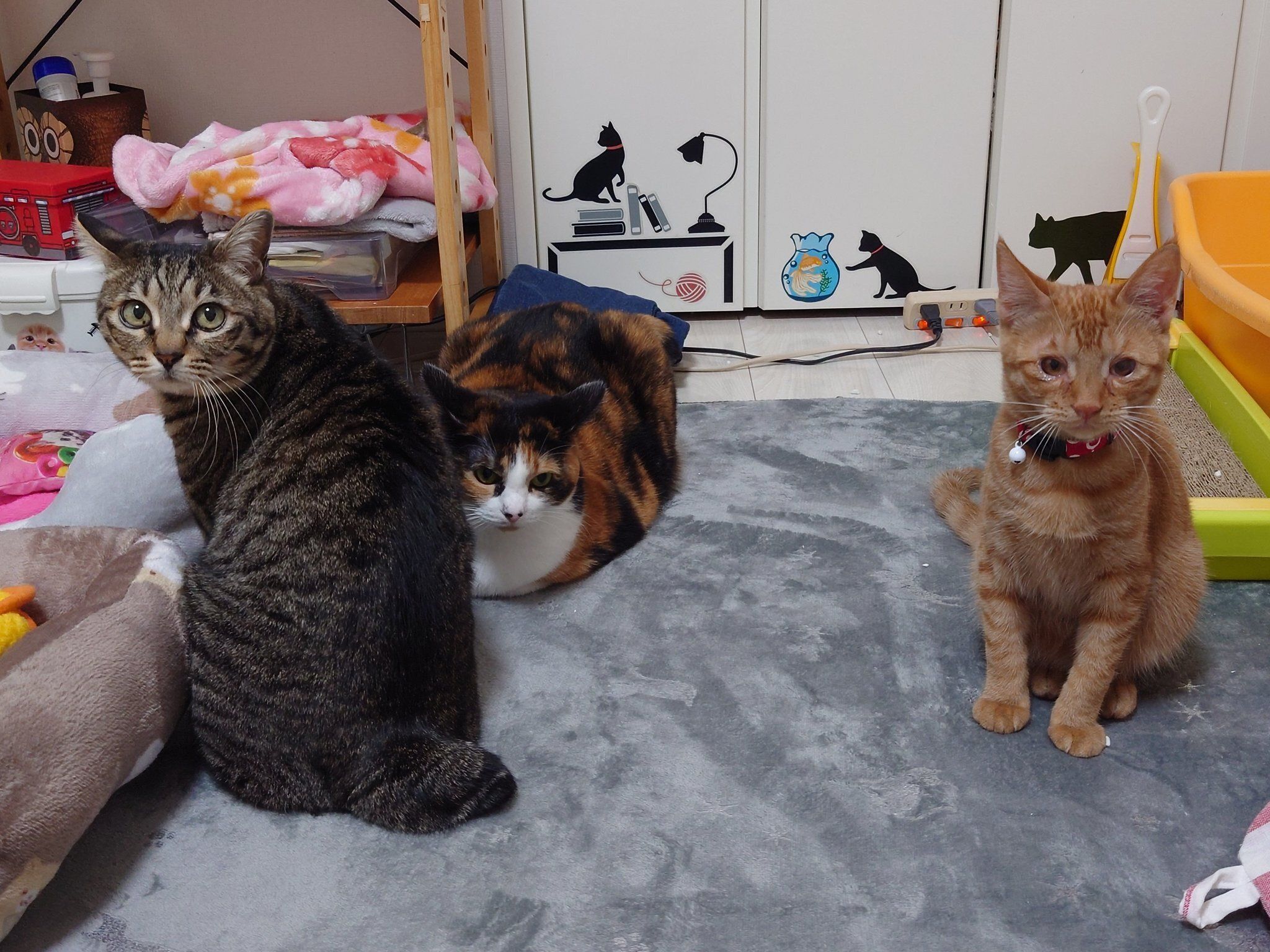 3匹の猫