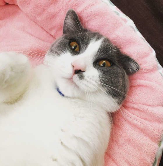 ビックリ顔のブリティッシュショートヘア