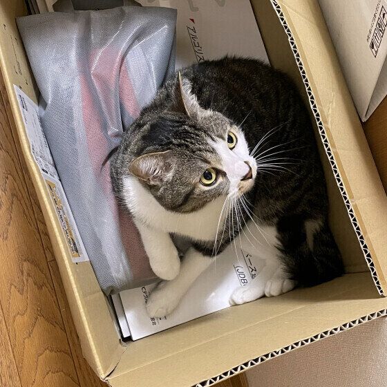 サバトラ猫の小太郎ちゃん