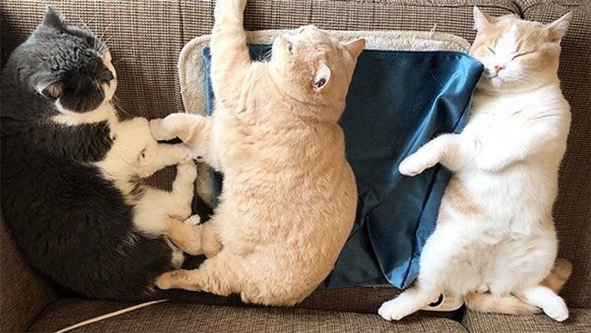 寝ようとすると猫が集まってくる 猫飼いの 寒い季節あるある ねこのきもちweb Magazine 寝ようとすると猫が集まってくる 猫飼いの 寒い季節あるある ねこのきもちweb Magazine