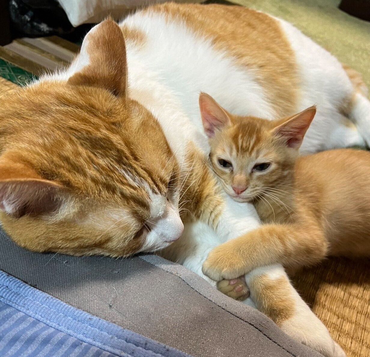 ポーくんにくっつくテトくん