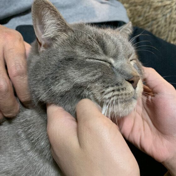 マンチカンのこてつくん