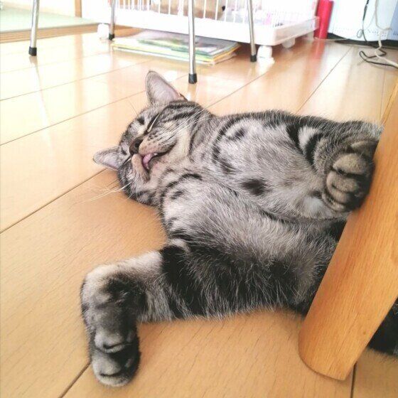 眠るアメリカンショートヘア