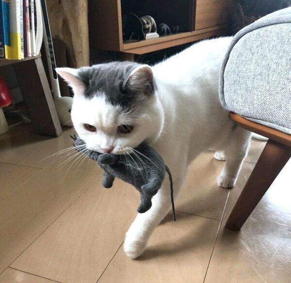 つぎはぎ猫★ねずみ大好き つぎはぎ猫☆ねずみ大好き つぎはぎ猫☆ねずみ大好き