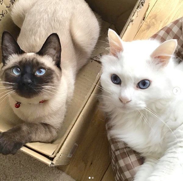 元保護猫・風ちゃんとルルちゃん