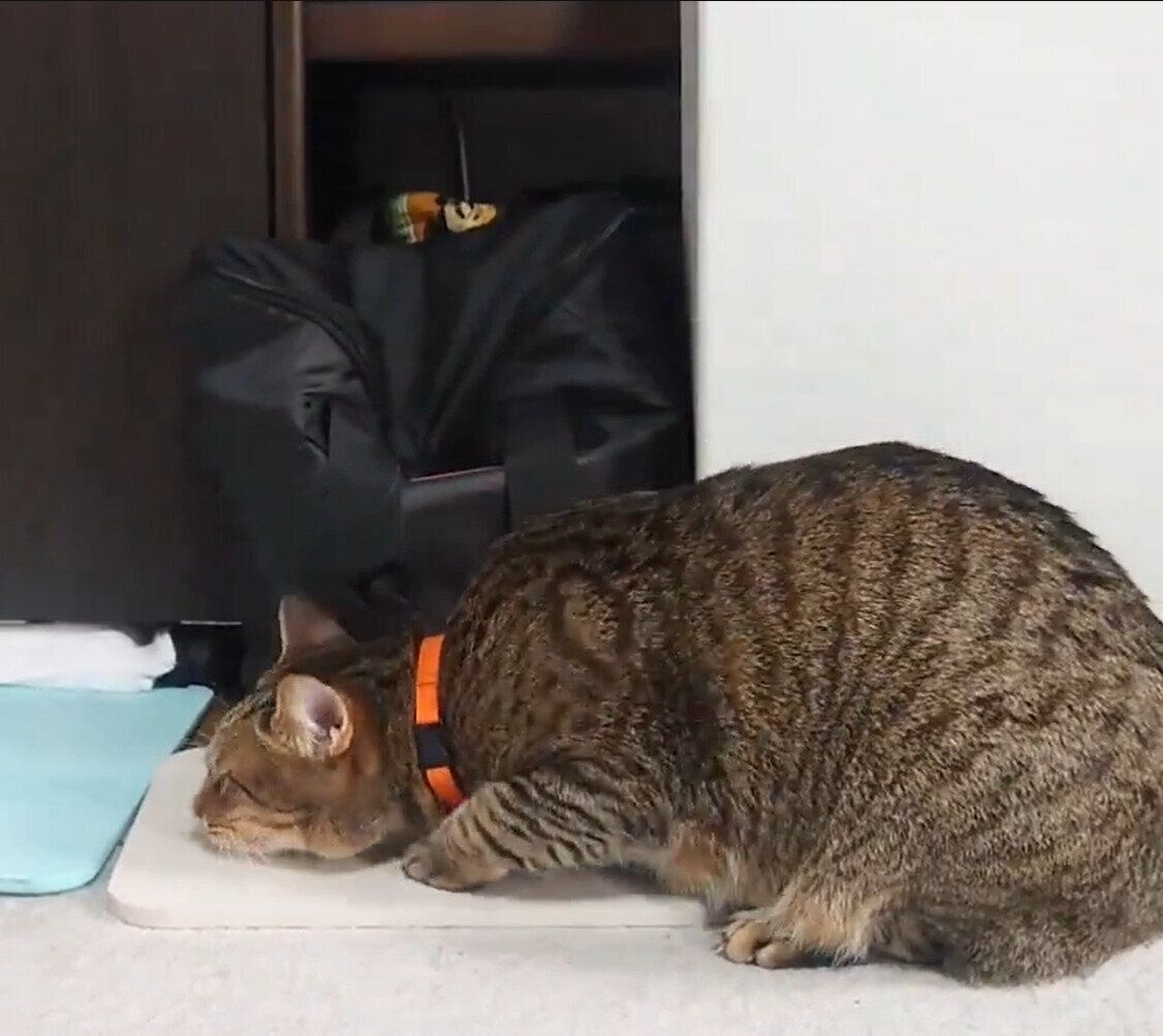 「ゴロン」を見せてくれるもなちゃん