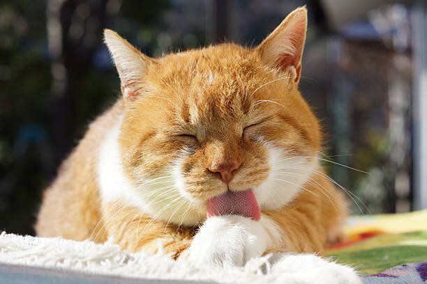 毛づくろいをする猫