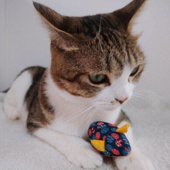 イカ耳になる虎太郎くん（MIX）