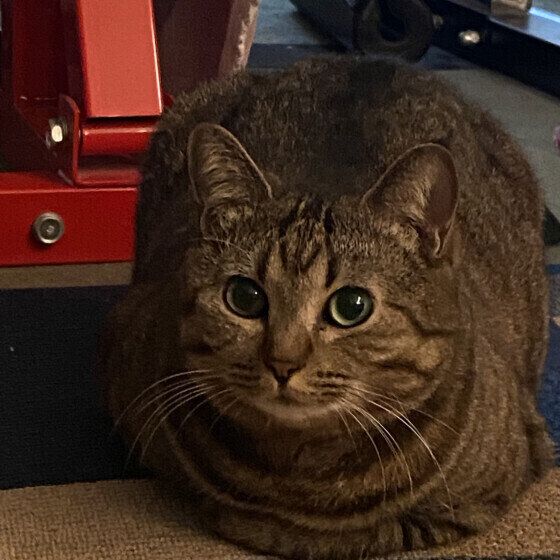 香箱座りをするタンちゃん