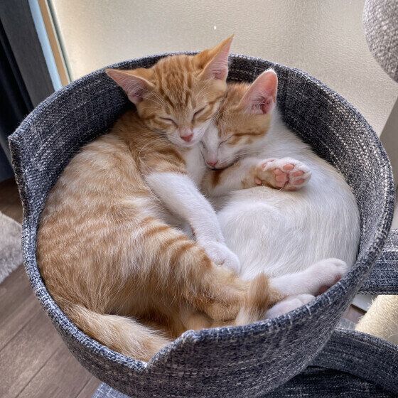 寄り添って寝るこはくくん兄弟