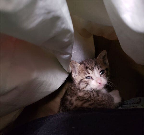 保護されたばかりのノアちゃん