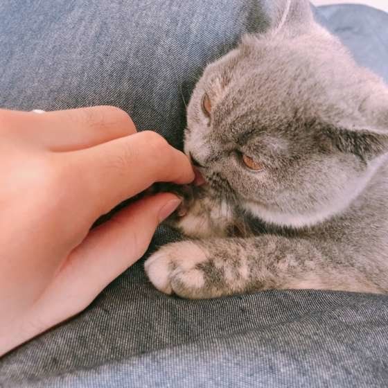 飼い主さんの手をなめるブリティッシュショートヘア