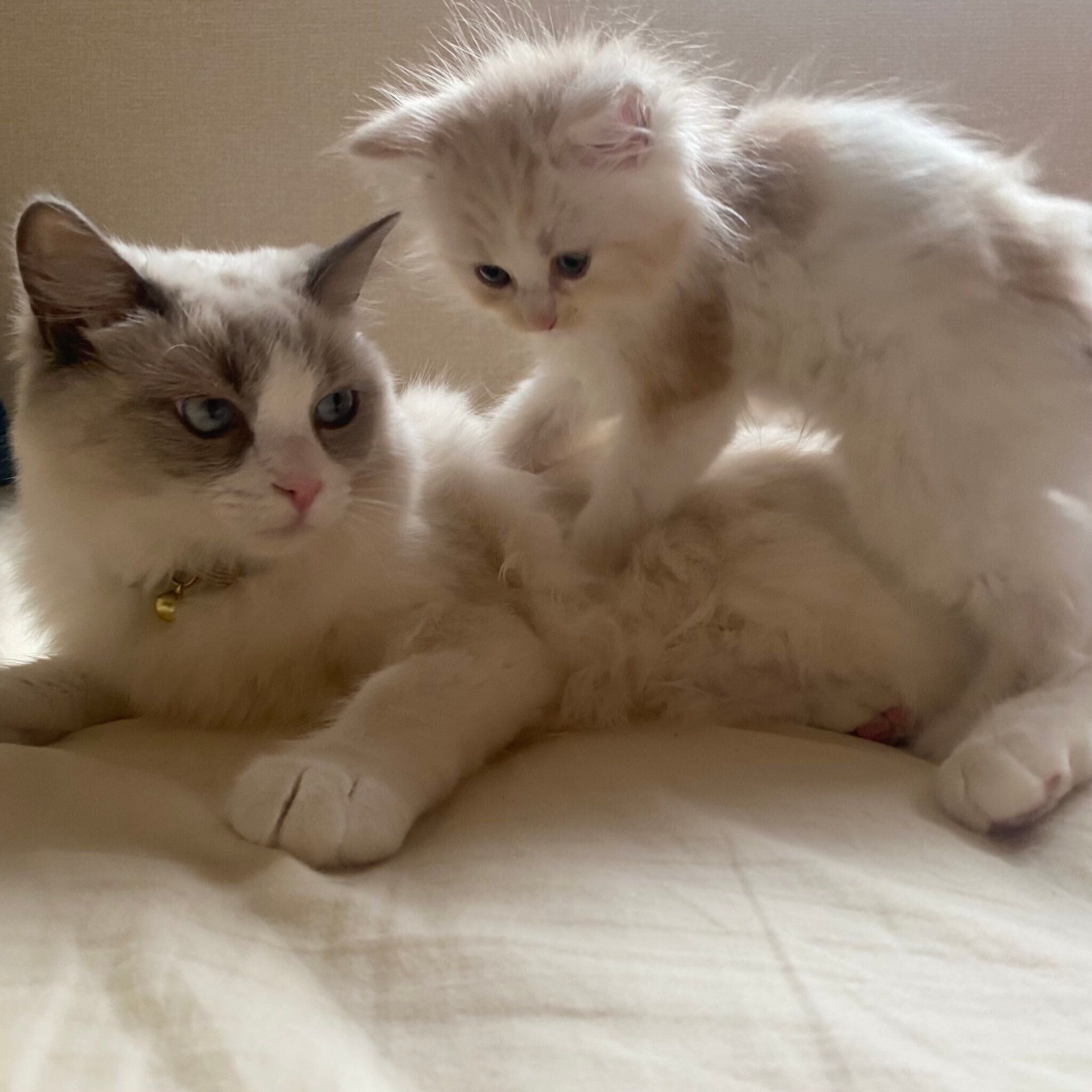 《写真左から》先住猫・睡蓮ちゃん、もなかくん