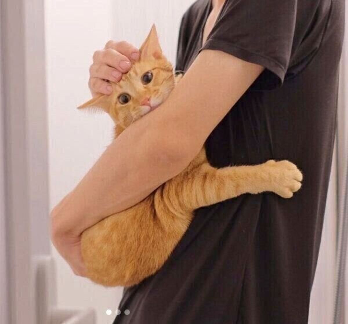 パパにしがみつく姿が可愛い子猫 野良時代に過酷な経験も 助けてもらえてよかった と思える姿 ねこのきもちweb Magazine パパにしがみつく姿が可愛い子猫 野良時代に過酷な経験も 助けてもらえてよかった と思える姿 ねこのきもちweb Magazine