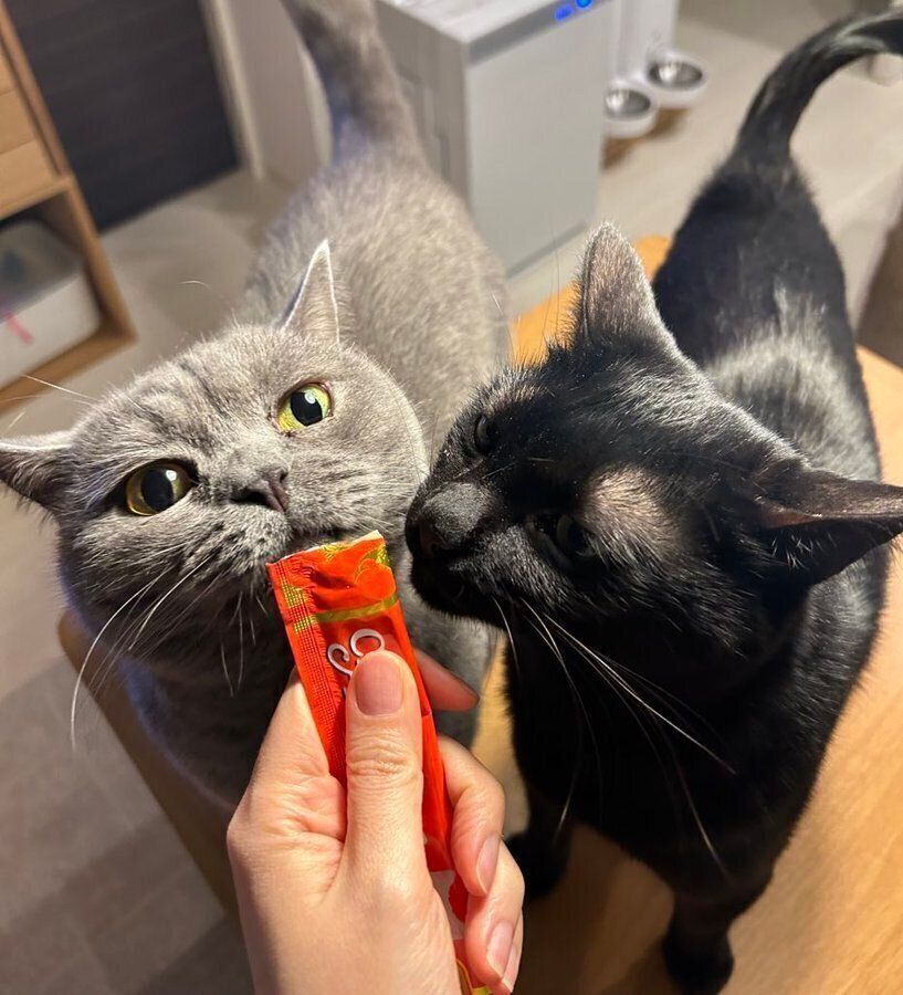 おやつを食べるさすけくん、こてつくん