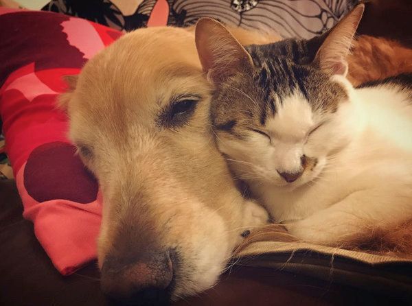 戦いごっこをする犬と猫