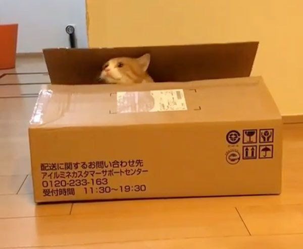 箱に入るマンチカン