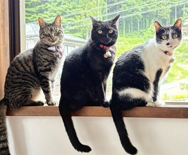 3ニャンズショット