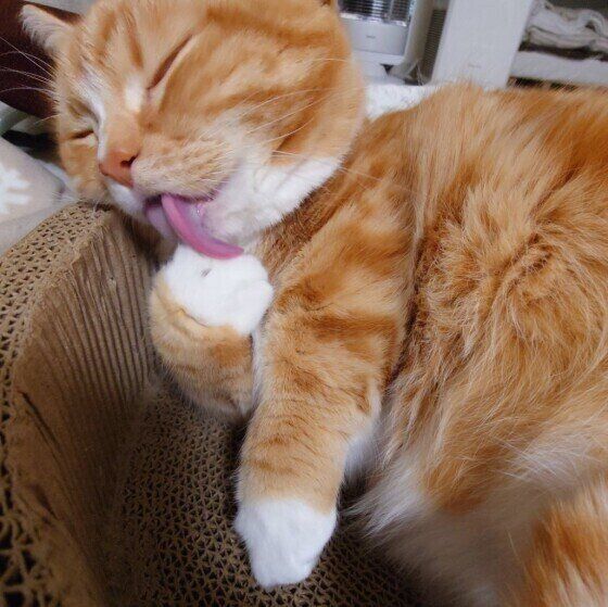 前足を舐めるマンチカン