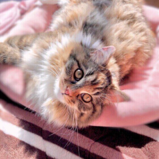 サイベリアンのうにもちゃん♪