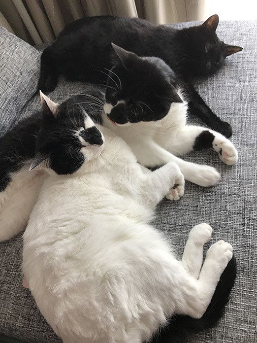 一体どこへ！？消えたMacの謎と猫