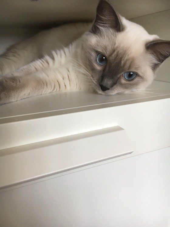 狭いところに入ったラグドール