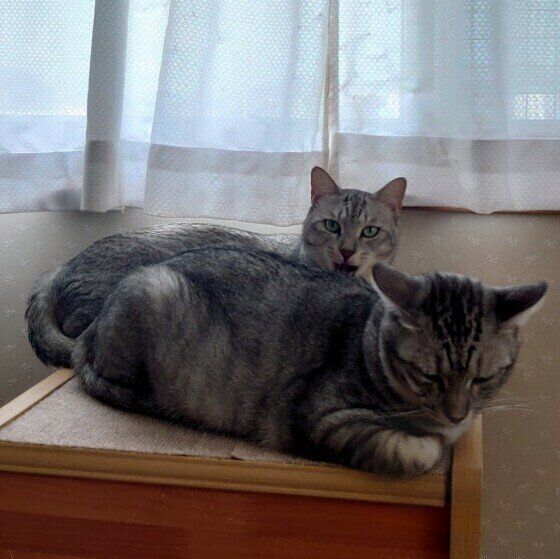 サバトラのにゃーちゃんくんたち