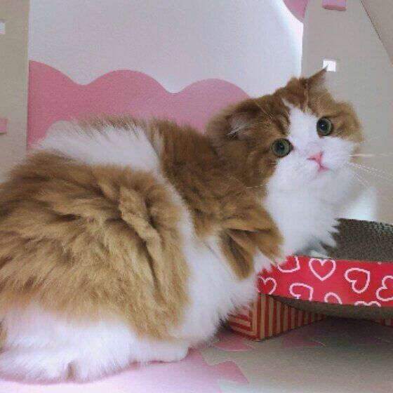 スコティッシュフォールドのさくらちゃん