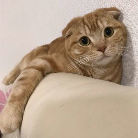 小首をかしげるスコティッシュフォールド