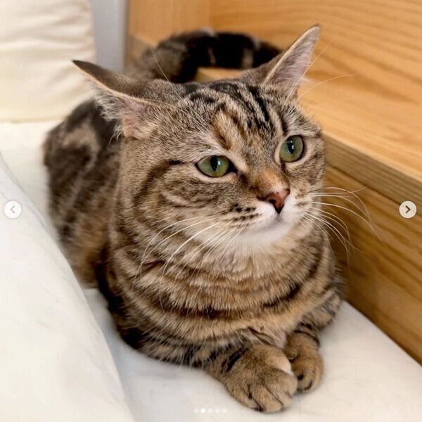飼い主さんの枕元でくつろぐかぼすちゃん