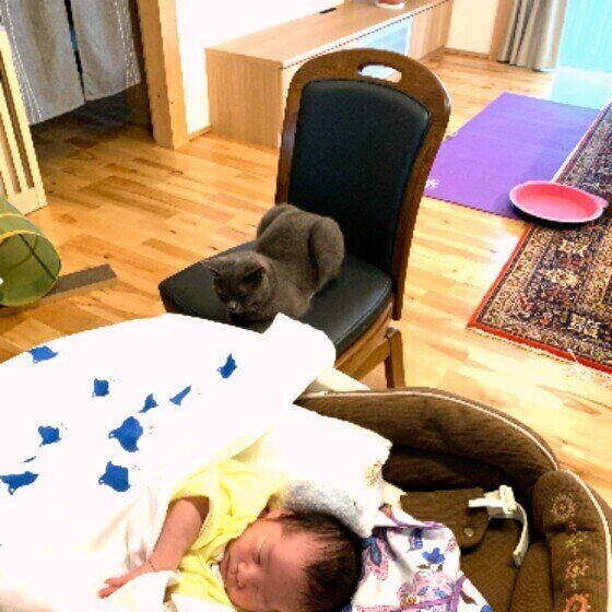 シャルトリューのしげるくん