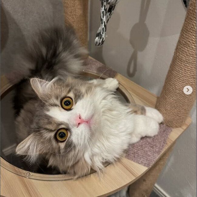 キャットタワーから見上げるぷーあるくん