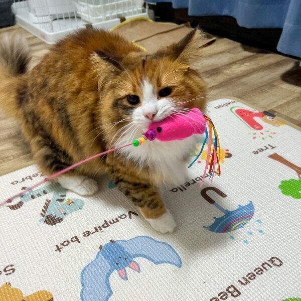 猫じゃらしをくわえる麦ちゃん