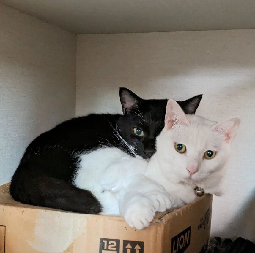 戸棚の中で暖をとっているぶうくん（左）とちっちちゃん（右）