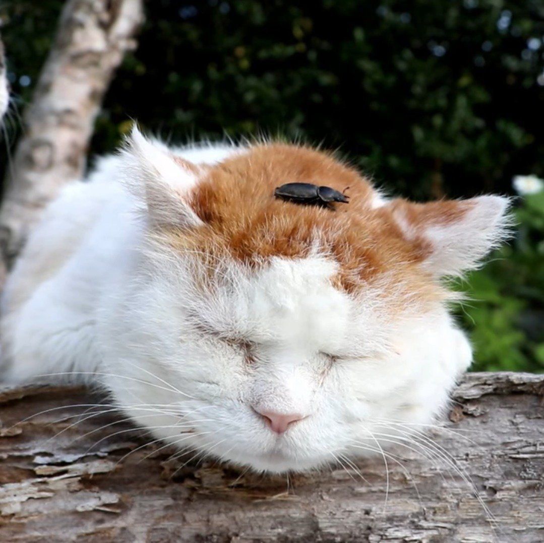 しろさん、額にクワガタが乗ってます