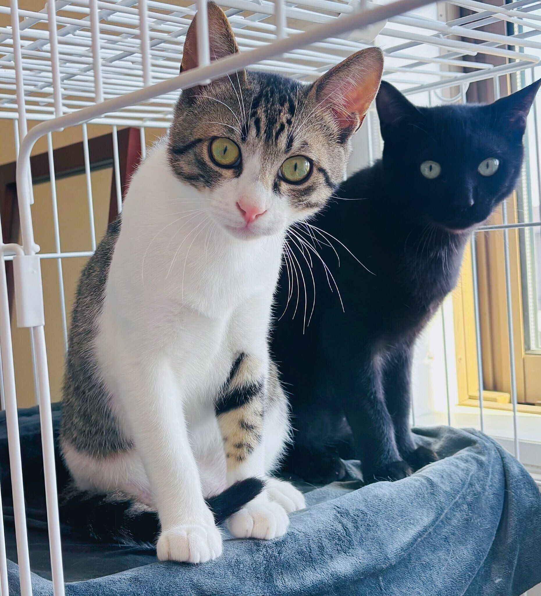 2匹の生後6カ月の猫