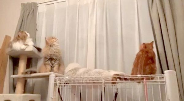 虫を観察する4匹の猫