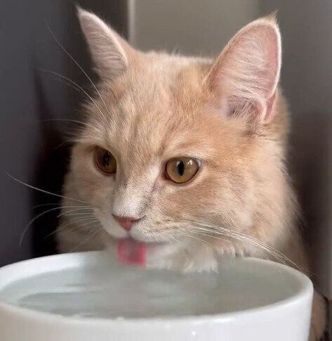 水を飲むきなこくん