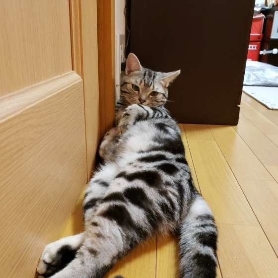 くつろぐアメリカンショートヘア