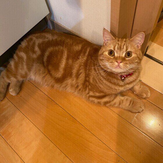 見上げるスコティッシュフォールド