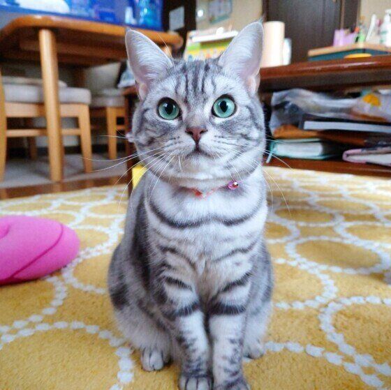 おやつを待つアメリカンショートヘア（メス）