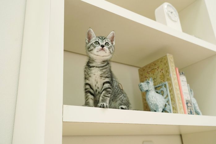 子猫時代のらんちゃん かわいすぎる