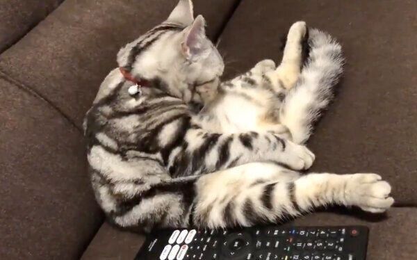 まったりするおもちくん