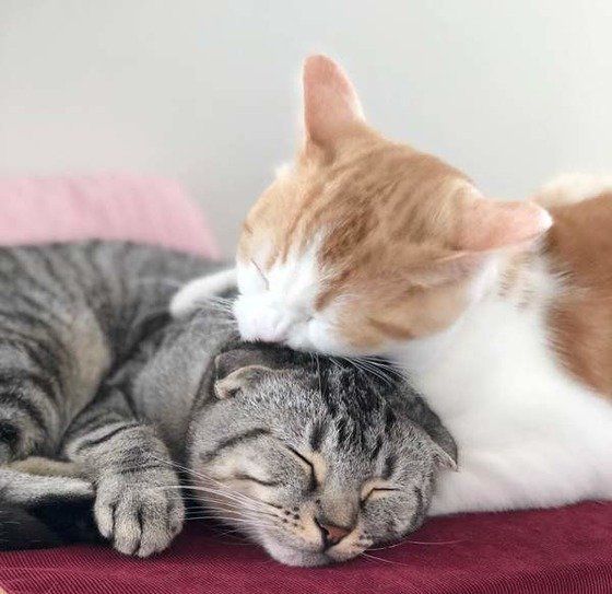 くっつく2匹の猫