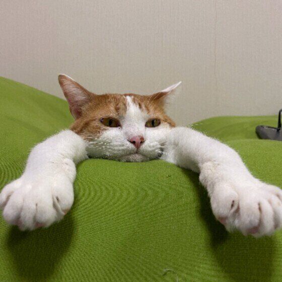 茶トラ猫のゴヌちゃん