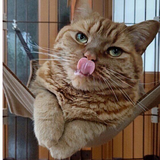 舌を出すアメリカンショートヘア