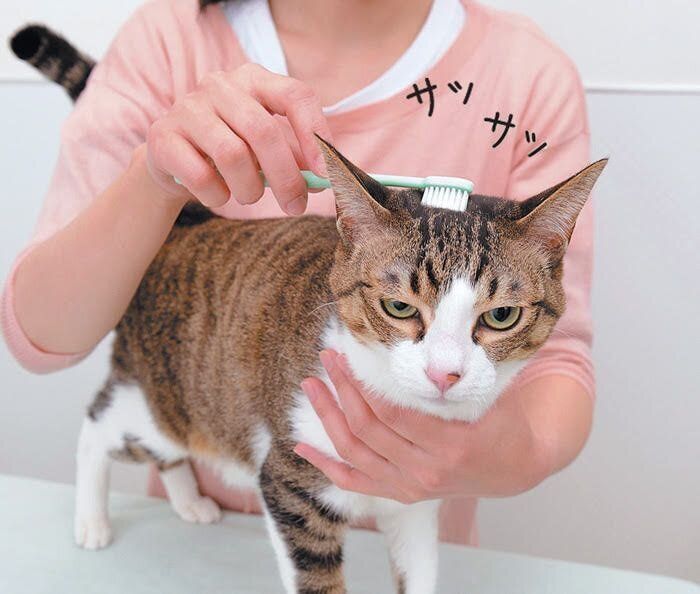 歯ブラシでマッサージ